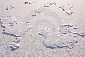White fine ice and snow surface texture background texture, winter background.