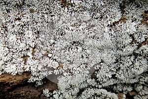 White Finger Slime Mold