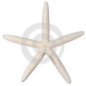 White Finger Starfish