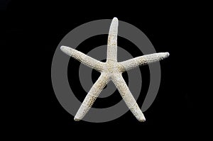 White Finger Starfish isolated on black background Sea stars and shells