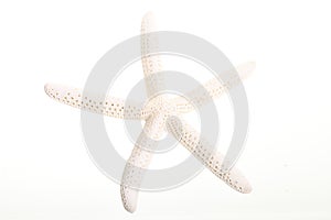 White Finger Starfish isolated on white. Sea stars and shells