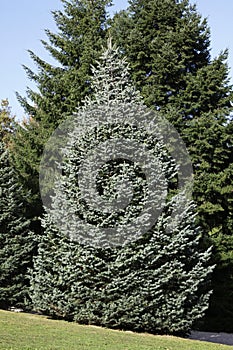 White Fir Abies concolor, pine trees photo