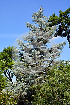 The white fir, is a coniferous tree in the pine family Pinaceae. photo