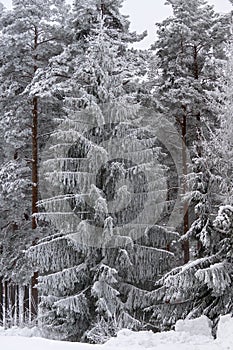 White fir tree frozen solid in northern Sweden