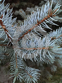 White fir twigs