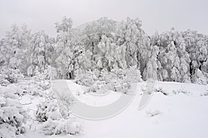 White fir in winter season