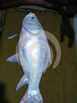 White Fish katla photo