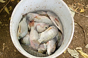 White fish in plastic bucket