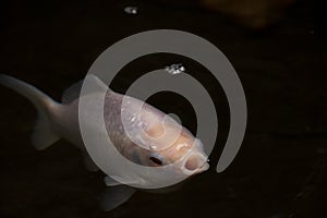 A white fish in the pond of the farm