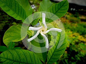 White Five-pointed Gardenia Flower Blooming