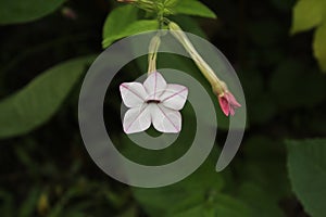 White five-pointed Nicotiana flower