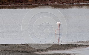 White flamingo bird standing on the lake and feeding