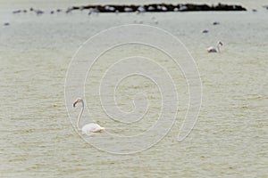 Falmingo in lagoon briny waters, Comacchio, Italy photo