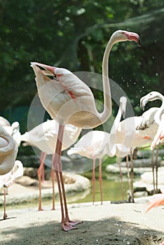 White flamingo standing