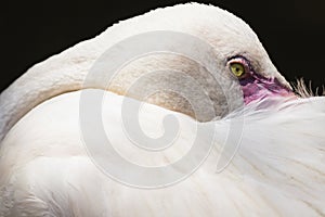 White Flamingo, yellow eye, pink beak