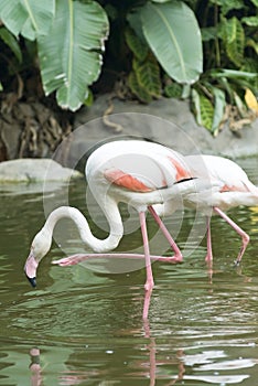 The white flamingo in zoo