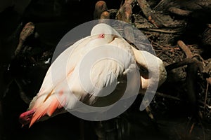 Flamingo in a zoo, closeup photo