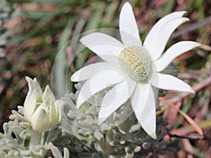 White flannel flower at bloom, Australian heathland nature details