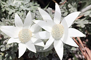 Flannel flower white bloom in Australian heathland