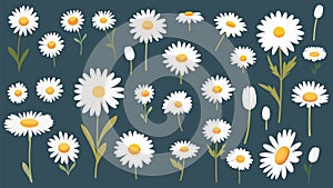 White flat chamomile flowers. Chamomile and daisy, floral buds. Big spring garden wild nature elements, bouquet vector