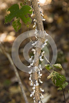 White flatid leaf bugs in Madagascar