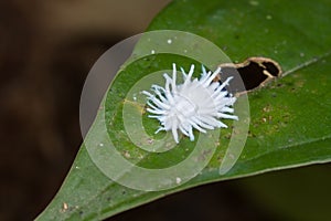 A white flatidae nymph