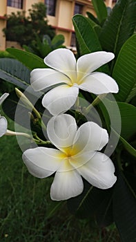 White flawer
