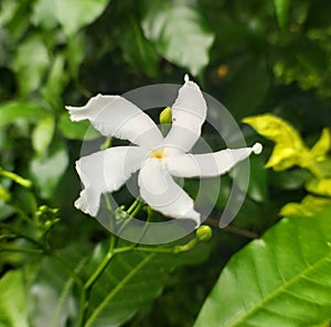 White flawer
