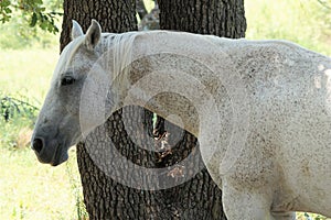 A white flee bit colored horse standing near a tree in a pasture.