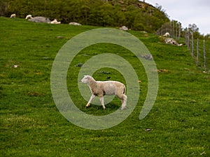 White-fleeced sheep running on a lush grassy meadow