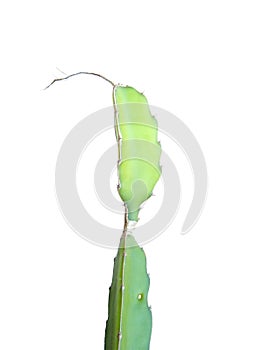 White-fleshed pitahaya or Dragon fruit plant isolated on white background