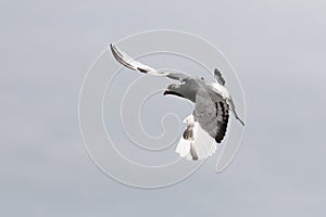 White flight homing pigeon bird flying against clear sky