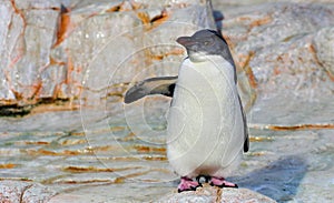 White flippered penguin on white rock
