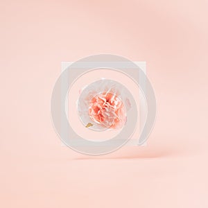 White floating frame with artificial peonia flower inside on a pastel pink background. photo