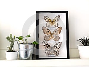 White floating shelf with framed taxidermy butterflies display and small houseplants in a black and white interior photo