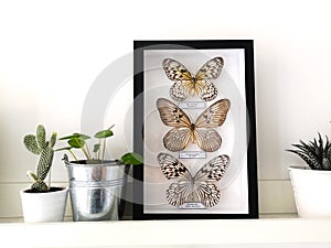 White floating shelf with framed taxidermy butterflies display and small houseplants in a black and white interior