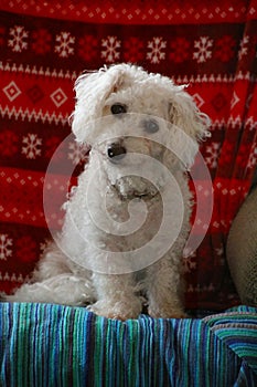 White Floofy Bichon Dog With Head Tilt - Canis familiaris