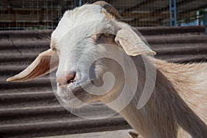 White floppy eared goat at a hobby farm