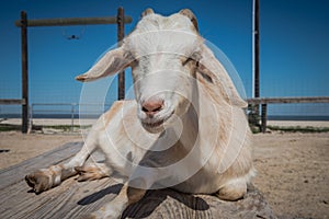 White floppy eared goat at a hobby farm