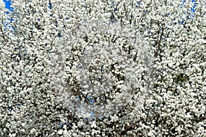 White floral dogwood tree