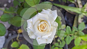 White Floribunda Roses is a modern group of garden roses 1