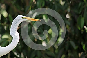 White Florida egret head shot