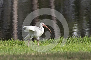 White florida egret walking