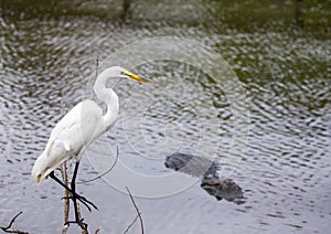 White Florida Heron near the water next to gator photo