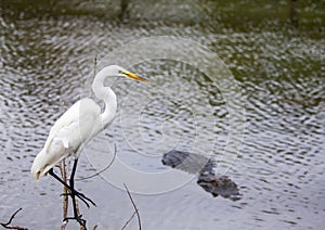 White Florida Heron near the water next to gator