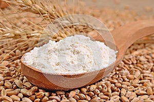 White flour in a wooden spoon and ears of wheat on a wheat grain