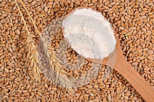 White flour in a wooden spoon and ears of wheat on a wheat grain