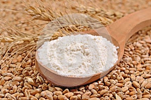 White flour in a wooden spoon and ears of wheat on a wheat grain
