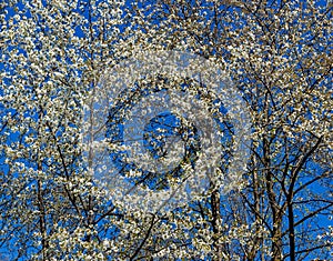 White flourishing tree top