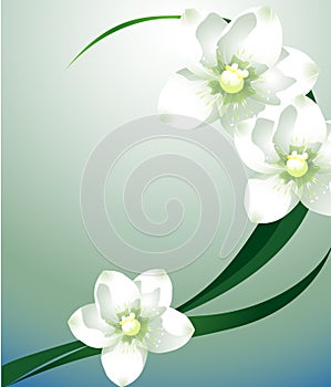 White flower